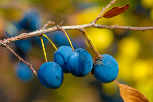 Prunus Spinosa Called Blackthorn Sloe Suitable Canned Food Tart Enough — Stock Photo, Image