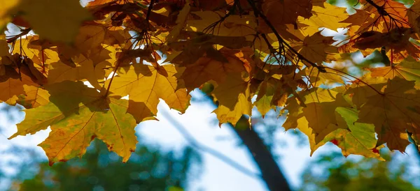 Осенний Кленовый Лист Плоская Структура Высокого Растения Похожая Лезвие Которое — стоковое фото