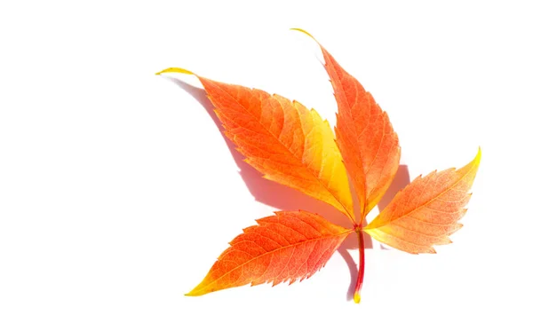 Podzimní Listí Bílém Pozadí Každý List Vypráví Blaženosti Třepetající Podzimním — Stock fotografie