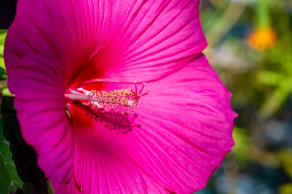 Hibiscus Fabsa Sinensis Китайская Роза Цветочный Чай Гибискуса Известен Многими — стоковое фото