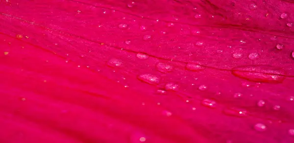 红豆杉 中国玫瑰 芙蓉花茶素有许多名字 有热的也有冷的 这种饮料以其红色 焦糖味和维生素C含量而闻名 — 图库照片