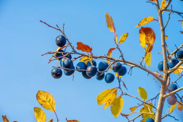 Prunus Spinosa Zwany Tarniną Lub Tarniną Nadaje Się Konserw Ale — Zdjęcie stockowe