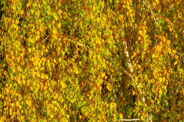 白樺の紅葉 白樹皮の落葉樹 ハート型の葉 — ストック写真