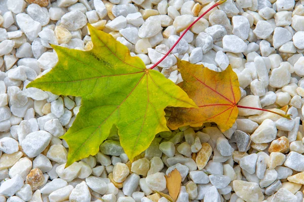 秋天枫叶 一种较高植物的扁平结构 类似于直接附着在茎上或穿过茎的叶片 叶子是光合作用和蒸腾作用的主要器官 — 图库照片
