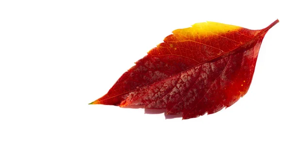 Podzimní Listí Bílém Pozadí Podzimní Listy Nepadají Ale Létají Dají — Stock fotografie