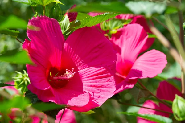 Hibiscus rosa-sinensis, Chinese rose, Its purple flowers were in bloom, brilliant and full of fertile golden centers