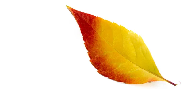 Podzimní Listí Bílém Pozadí Podzim Nejtěžší Období Roce Všechny Listy — Stock fotografie