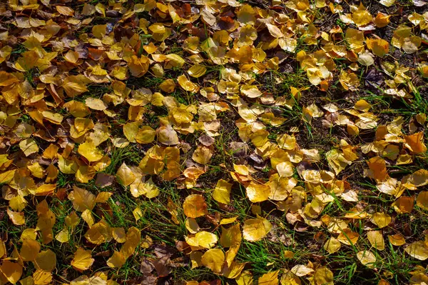 Bunte Herbstblätter Von Birke Laubbaum Mit Weißer Rinde Und Herzförmigen — Stockfoto