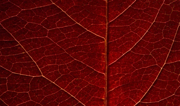 Leaves Autumn Close Macro Photography Amazing World Opens Macro Photography — Stock Photo, Image