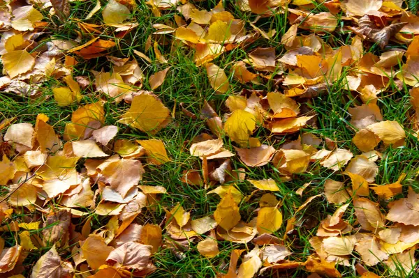 stock image Colorful autumn leaves of birch, deciduous tree with white bark and with heart-shaped leaves.