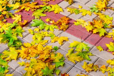 Sonbahar akçaağaç yaprağı, daha yüksek bir bitkinin düz bir yapısıdır. Direk sapına ya da gövdesine bağlı bir bıçağa benzer. Yapraklar fotosentez ve dönüşümün ana organlarıdır.
