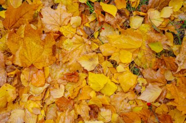 Sonbahar fotoğrafçılığı, sonbaharda yapraklar, yılın bu zamanında ağaçlar turuncu, kırmızı ve bakır çiçeklerden koparak canlanıyor.
