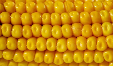 Mısır bitkisi, Poaceae (Poaceae) familyasından bir tahıl bitkisi ve onun yenilebilir tahılına sahip uzun yıllık bir ottur. Mısır çiftlik hayvanı yemi olarak, insanlar için yiyecek olarak, biyoyakıt olarak kullanılır.