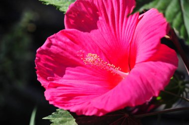 Hibiscus rosa-sinensis, Çin gülü, sadece yarı serttir, bu yüzden sık sık bir yaz çiçeği olarak yetiştirilir..