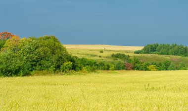 Yaz. Ilıman ülkelerde yetişen en önemli tür olan buğday, ekmek, makarna ve hamur işlerinde un yapmak için kullanılan bir buğday bitkisidir.,