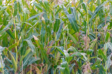  Büyük taneler ya da çekirdekler üreten bir Kuzey Amerika tahıl bitkisi mısır koçanı üzerine dizilmiş. Birçok çeşidi, hem insan hem de çiftlik hayvanı tüketimi için son derece değerli sayısız ürün sunuyor..