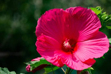 Hibiscus rosa-sinensis, Çin gülü, mor çiçekleri çiçek açmış, parlak ve bereketli altın merkezlerle doluydu.