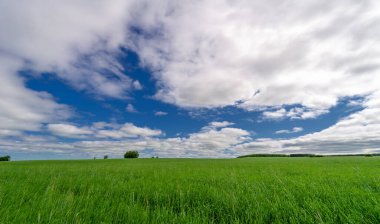 Bahar fotoğrafçılığı, genç mısır gevreği çekimleri. Olgunlaşmış buğday. Parlak güneşin altında yeşil fotosentez filizleri. Fosfor ve nitrojen gübreleri tanıtıldı