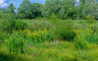 Yaz manzarası, gök gürültülü bulutlar, mavi gökyüzü, sel basmış çayır tarlaları, yaz renklerinin kokusu ve çeşitli kır çiçekleri.