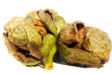 Ceviz. Ceviz bir uyarıcıdır, ama çok fazla kafein bir depresyondur..