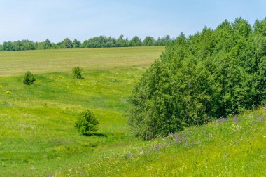 Yaz manzarası, çayır tarlaları, vadiler, çam ağaçları fındık ağacı, kır çiçekleri, dünyanın Avrupa bölgesi.