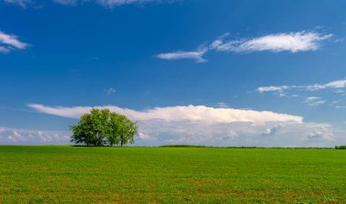  Bahar, genç yeşil buğday güneşte yetişir, ılıman ülkelerde yetişen en en önemli bitkidir, buğday, ekmek yapmak için toprak, vs. 