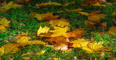 Ağaçların dallarında sonbahar yaprakları. Sonbahar yaprakları sokakları doldurur; çimenlerdeki altın renkler, bir şaka ya da doğanın bir ikramı!