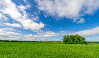 Bahar fotoğrafçılığı, genç mısır gevreği çekimleri. Olgunlaşmış buğday. Parlak güneşin altında yeşil fotosentez filizleri. Fosfor ve nitrojen gübreleri tanıtıldı