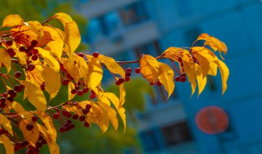 Malus baccata, toplu olarak Sibirya yengeci olarak bilinen ve bonsai yetiştirmek için kullanılan bir Asya elma ağacı. Çapı yaklaşık 1 cm olan bol kokulu beyaz çiçekler ve yenilebilir kırmızı veya sarı meyveleri vardır..