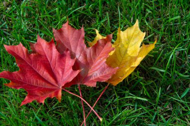 Sonbahar akçaağaç yaprağı, daha yüksek bir bitkinin düz bir yapısıdır. Direk sapına ya da gövdesine bağlı bir bıçağa benzer. Yapraklar fotosentez ve dönüşümün ana organlarıdır.