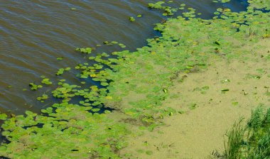 Doğal toksin üretimi yoluyla diğer organizmalar üzerinde olumsuz etkilere yol açan, Zararlı alg tomurcuğu (NAV), genellikle büyük ölçekli ölümlerle ilişkilendirilir.