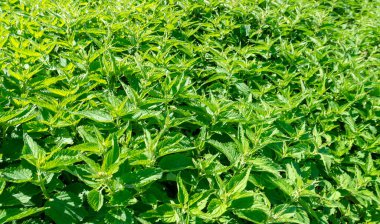 Urtica dioica, eski toplumlarda geleneksel tıp, gıda, çay ve tekstil hammaddesi olarak uzun bir kullanım geçmişine sahiptir..