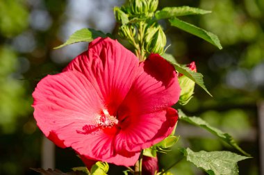 Hibiscus rosa-sinensis, Çin gülü. Hibiscus çiçek çayı birçok isimle bilinir ve hem sıcak hem de soğuk servis edilir. Bu içecek kırmızı rengi, tart tadı ve C vitamini içeriğiyle bilinir..