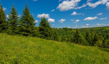 Yaz fotoğrafları, tepeler, tepeler, huş ağaçları dağların yamaçlarında yetişir. Yamaç boyunca dönen toprak bir yol, sıcak yaz günleri.