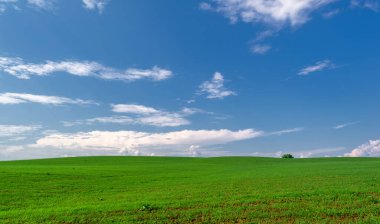  Bahar, genç yeşil buğday güneşte yetişir, ılıman ülkelerde yetişen en en önemli bitkidir, buğday, ekmek yapmak için toprak, vs. 