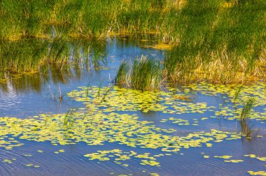 Yaz fotoğrafçılığı, sazlıklarla kaplanmış bir nehir, beyaz bulutlu mavi gökyüzü, ördek otuyla kaplanmış mavi su, nehir taşkını ovası, bunaltıcı yaz günü