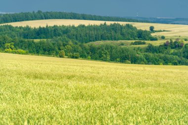 Yaz fotoğrafı. Ilıman ülkelerde yetişen ve ekmek, makarna, pasta vb. için un yapmak için kullanılan en önemli bitki olan buğday. ..
