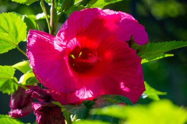 Hibiscus rosa-sinensis, Çin gülü. Hibiscus çiçek çayı birçok isimle bilinir ve hem sıcak hem de soğuk servis edilir. Bu içecek kırmızı rengi, tart tadı ve C vitamini içeriğiyle bilinir..