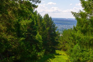 Yaz fotoğrafçılığı, dağlar, çam ağaçları, huş ağaçları, meşeler, tepeler, beyaz bulutlu mavi gökyüzü, toprak yol, köknar ağaçları arasında sallanan rüzgarlar, parlak kırmızı çilekler olgunlaşmış.