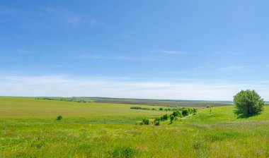 Yaz, çayır tarlaları, vadiler, çam ağaçları fındık ağacı, kır çiçekleri, dünyanın Avrupa bölgesi.