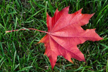 Sonbahar akçaağaç yaprağı, daha yüksek bir bitkinin düz bir yapısıdır. Direk sapına ya da gövdesine bağlı bir bıçağa benzer. Yapraklar fotosentez ve dönüşümün ana organlarıdır.
