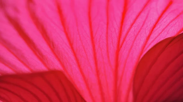 Hibiscus Rosa Sinensis Rosa Cinese Suoi Fiori Viola Erano Fiore — Foto Stock