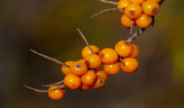 Sea Buckthorn Contains Vitamins Other Active Ingredients May Have Some — Stock Photo, Image