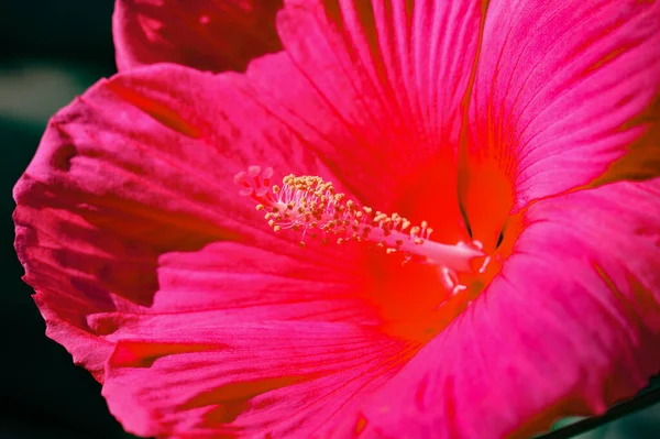 Hibiscus Rosa Sinensis Rosa China Sus Flores Púrpuras Estaban Flor — Foto de Stock