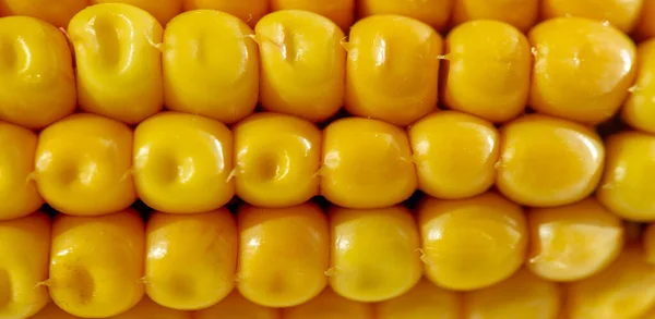 玉米是一种高大的一年生草本 有粗壮的体格 谷类植物 豆科植物 和可食用的谷类 玉米被用作牲畜饲料 人类的食物 生物燃料 — 图库照片