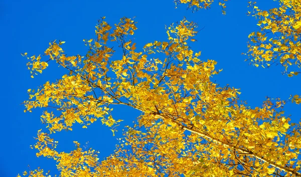 Осень Эскиз Осени Фото Желтые Бордовые Красные Листья Летняя Петиция — стоковое фото