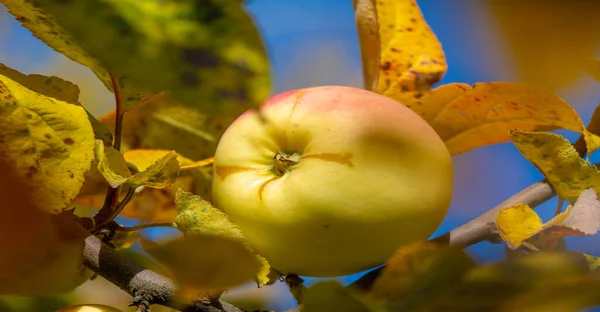 Zralé Jablko Stromě Sadu Potraviny — Stock fotografie