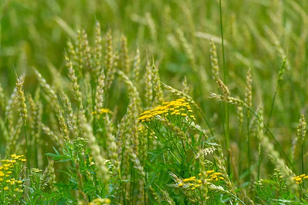 Sommerfoto Weizen Ist Die Wichtigste Getreidepflanze Die Gemäßigten Ländern Angebaut — Stockfoto