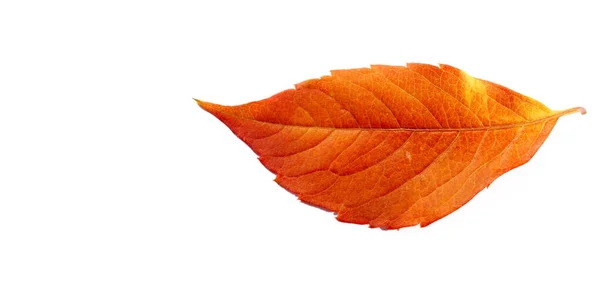 Осенние Листья Белом Фоне Осень Старая Сухие Листья Летают Вокруг — стоковое фото
