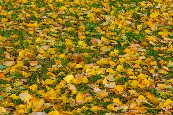 Kleurrijke Herfstbladeren Van Berken Loofbomen Met Witte Schors Hartvormige Bladeren — Stockfoto